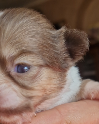 Chihuahua toy occhi blu