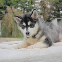 Cucciola di Siberian Husky bianca e nera