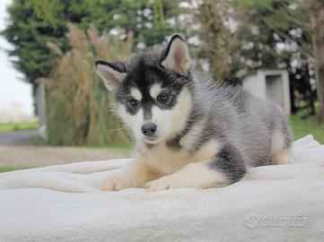 Cucciola di Siberian Husky bianca e nera