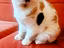 Immagine 4