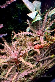 Pogostemon Helferi Red (piante per acquario)
