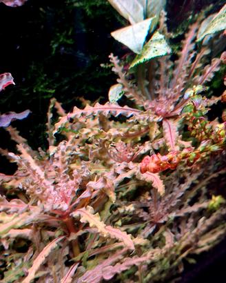 Pogostemon Helferi Red (piante per acquario)