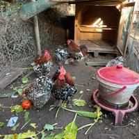 Coppia di Coccincine nane Millefiori