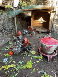 Coppia di Coccincine nane Millefiori