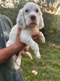 Cane cucciolo setter inglese (genitori becacciai)