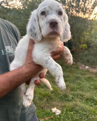 Cane cucciolo setter inglese (genitori becacciai)