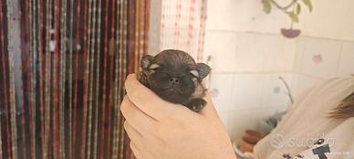 Spitz Pomerania
