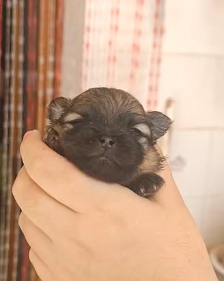 Spitz Pomerania