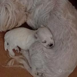 Allevamento di maltese mini toy