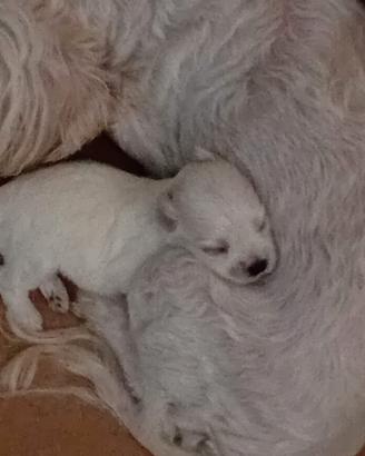 Allevamento di maltese mini toy