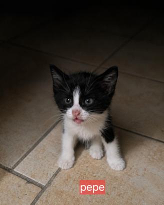 Gattini bianchi e neri