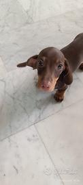 Bassottino nano cioccolato marrone focato