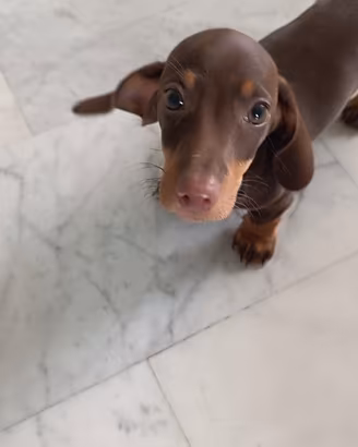 Bassottino nano cioccolato marrone focato