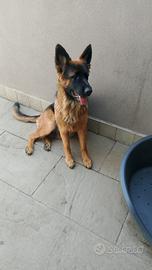 Cucciolona di pastore tedesco a pelo lungo