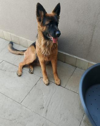 Cucciolona di pastore tedesco a pelo lungo