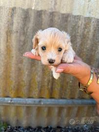 Maltipoo mini toy