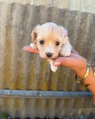 Maltipoo mini toy