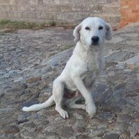 Cucciolo 6 mesi taglia media