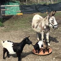 Una piccola armata btancaleone