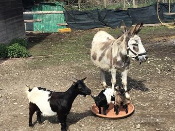 Una piccola armata btancaleone