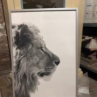 Cornici con stampe varie