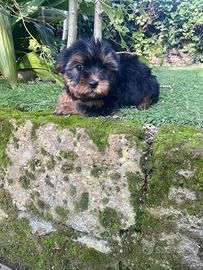Femmina di Yorkshire