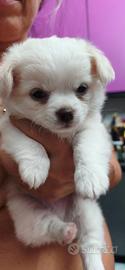 Disponibili chihuahua
