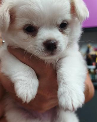 Disponibili chihuahua
