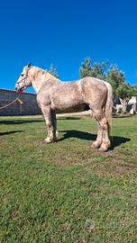 Sallone Percheron