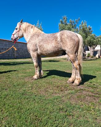 Sallone Percheron