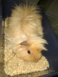 Coppia di cavia peruviana california