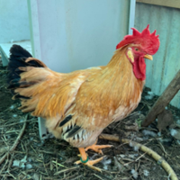 Razza "bionda piemontese"