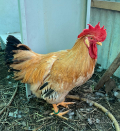 Razza "bionda piemontese"