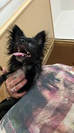 Chihuahua originale pelo lungo