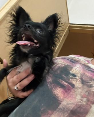 Chihuahua originale pelo lungo