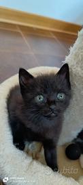 Gattina