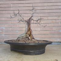 bonsai acero campestre