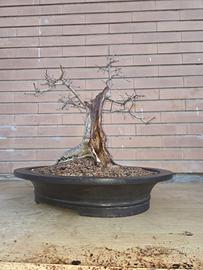 bonsai acero campestre