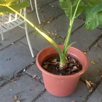 Alocasia pianta (