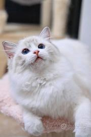 Cucciola ragdoll