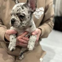 Cuccioli bulldog francesi merle maschi e femmine