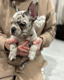 Cuccioli bulldog francesi merle maschi e femmine