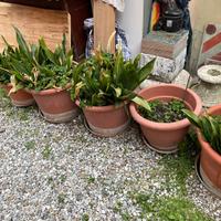 Vasi misti di varie dimensioni