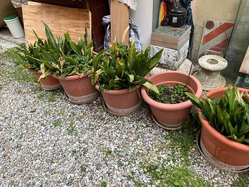 Vasi misti di varie dimensioni