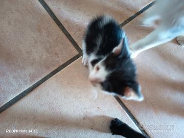 Gattini pieni di affetto e di vita