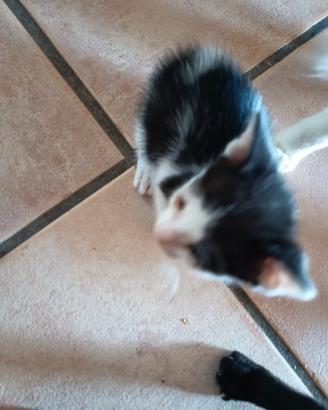 Gattini pieni di affetto e di vita