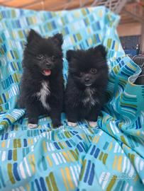 Volpino pomerania