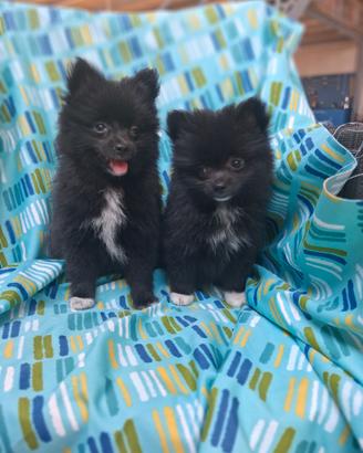 Volpino pomerania