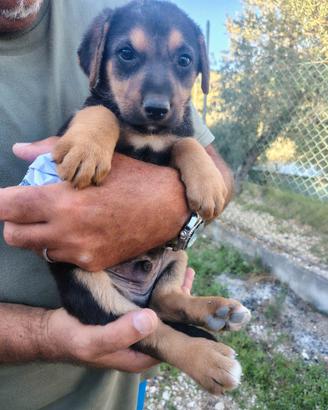 Cucciolo cane: segugio/pastore tedesco