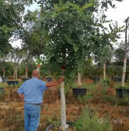 Piante di Carrubo in Vaso
